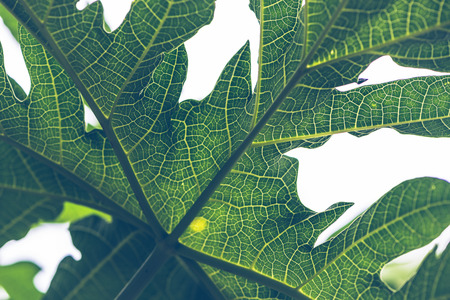 Natural background Banana leaf green. Bright, colorful leavesの写真素材