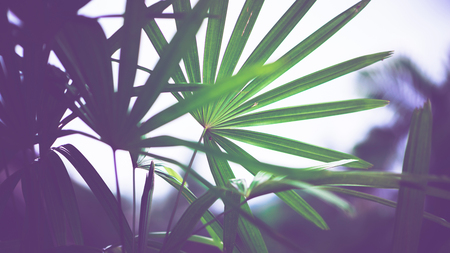 Natural background green leaves. sunlight leaf. Rhapis excelsaの写真素材