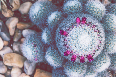 background nature. Natural background Cactus succulent plant.の写真素材