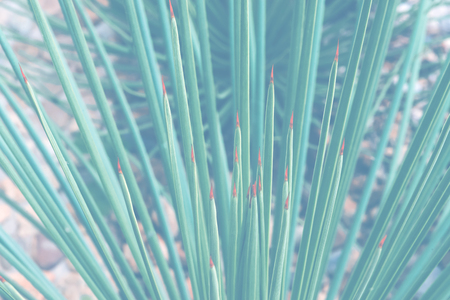 background nature. Natural background Leaves of Succulent Plant. Agaveの写真素材