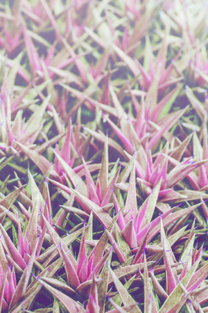 background nature. Natural background Leaves of Succulent Plant. Agaveの写真素材