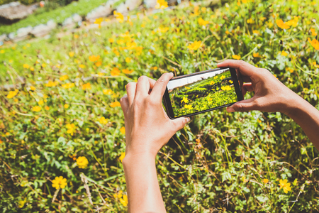 Woman hand catching mobile phone Flower Photography Cosmos sulphureus. In the flower garden on the mountain. Thailandの写真素材