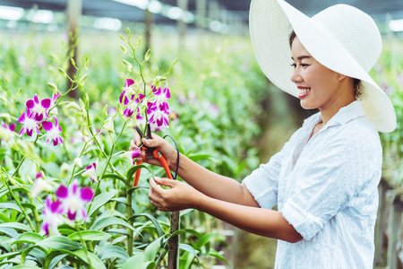 gardener woman asian. Cutting orchid in an orchid garden.の写真素材