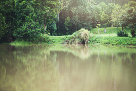 Rural landscape.Forest In the tropics During the rainy season. Tropical  Asia Thailandの写真素材