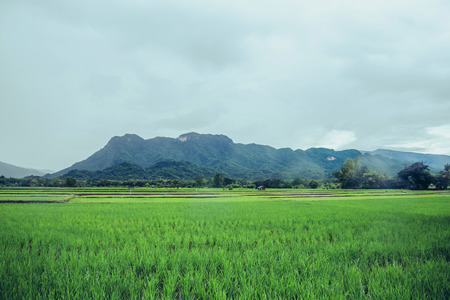 Rural landscape. Fields in season Natural mountains. There are birds in the sky.の写真素材