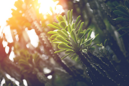 Natural background green leaves. sunlight leaf.Euphorbia neriifolia L.の写真素材