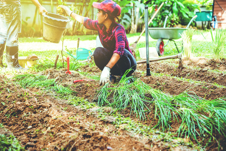Asian men and women plant vegetables gardening at The backyard. Women asia dig into soil the...