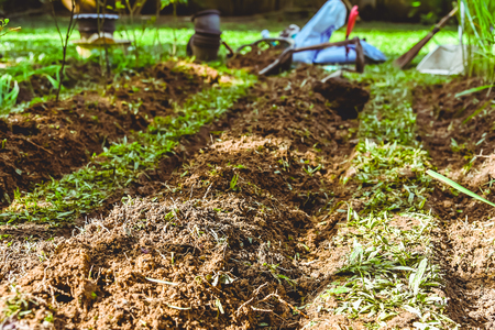plant vegetables gardening at The backyard. cultivation equipment Agriculture. watering can. spade. Pottedの写真素材
