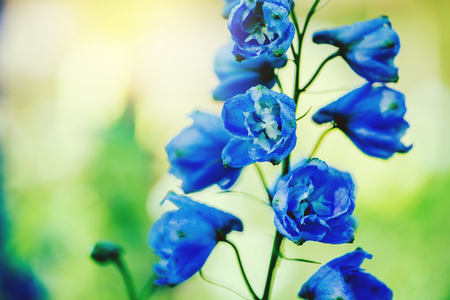 background nature Flower delphinium. blue flowers. background blurの写真素材