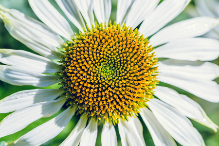 background nature Flower Osteospermum. White flowers. have dew on pollen yellow. Full frameの写真素材
