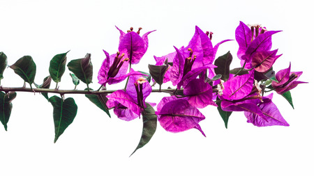 background nature Flower  Bougainvillea purple. full flower. White backgroundの写真素材