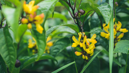Wallpaper background yellow flowers.thailand Tropical forestsの写真素材