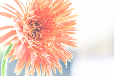 background flower orange. flower Gerbera orange. The background is blurred bokehの写真素材