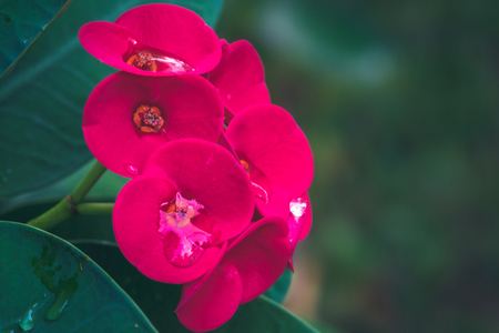 Wallpaper background Drops of water on red flowers Euphorbia milii.thailand Tropical forestsの写真素材