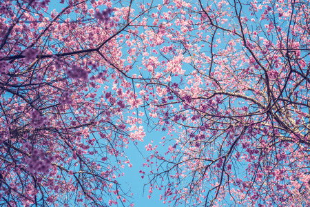 background nature Flower Valentine. Prunus cerasoidesの写真素材