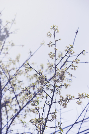 background nature Flower Valentine. Prunus cerasoides Background. Whiteの写真素材