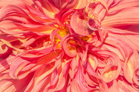 background nature Flower dahlia Orange,pink flowersの写真素材