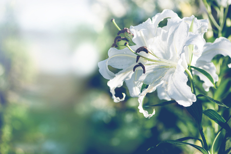 background Flower Lilium hybrids , Lily. flower gardenの写真素材