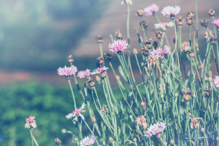 background nature Flower. Garden flowers. panicle flowersの写真素材