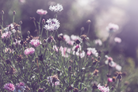 background nature Flower. Garden flowers. panicle flowersの写真素材