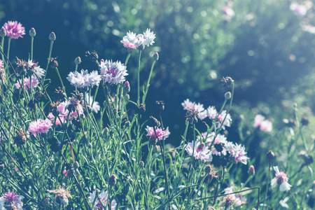 background nature Flower. Garden flowers. panicle flowersの写真素材