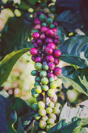 Coffee tree with coffee beans on coffee plantationの写真素材