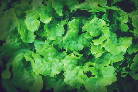 Natural background. lettuce garden. Fresh from the garden.の写真素材