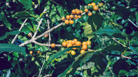 Coffee tree with coffee beans on coffee plantation. The species of yellow pigmentの写真素材