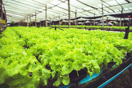How to grow organic vegetables, organic salad. In the nurseryの写真素材