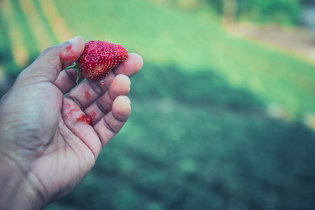 Fresh strawberries closeup. holding strawberry in handsの写真素材