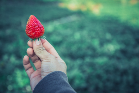 Fresh strawberries closeup. holding strawberry in handsの写真素材
