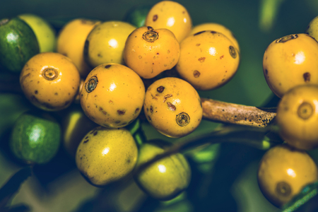 Coffee tree with coffee beans on coffee plantation. The species of yellow pigmentの写真素材
