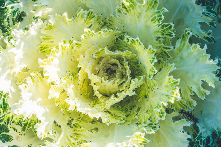 Natural background. Flowering cabbage. Fresh from the garden