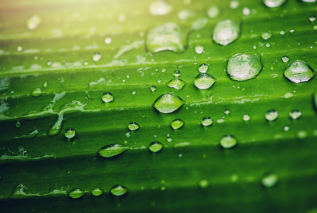 Natural background rain drops on the green leafの写真素材