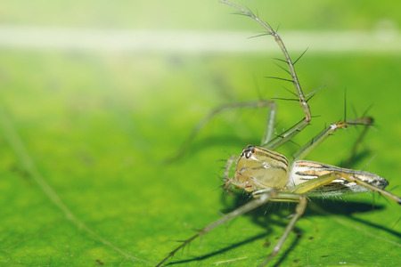 Background Spider on a green leaf.の写真素材