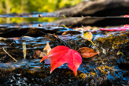 Natural background. Maple Leaf floating in a waterfall.の写真素材