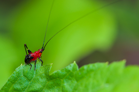 Background grasshopper red on a green leafの写真素材