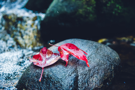 Natural background. Maple leaves on the rocks at the waterfall.