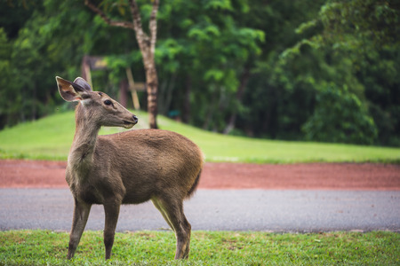 Deer walking on the lawn. In the park. Thailandの写真素材