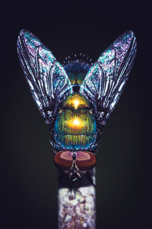 green fly isolated Island branches on a black background.の写真素材