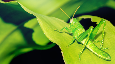 Background green grasshopper on a leaf.