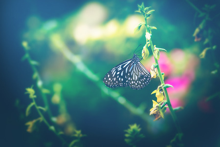 Closeup butterfly on flower. Background blurの写真素材