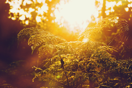 Natural background Pine black shadow. Fern leaves the backdrop is  sky sunset yellow gold. Thailand.の写真素材
