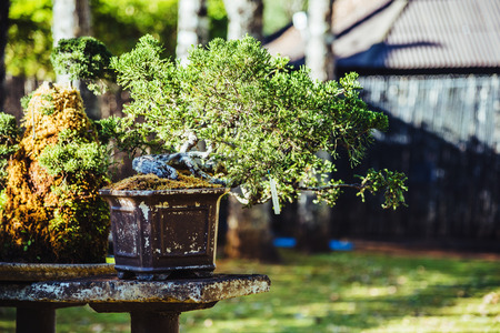 Natural Park Bonsai Tree. In the parkの写真素材