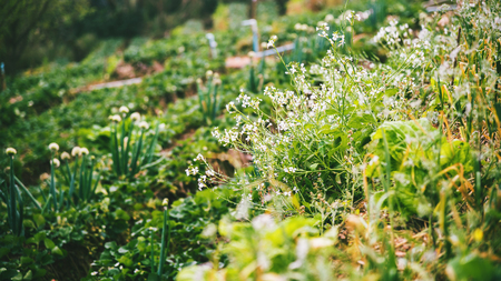 vegetable garden of gardener. On the mountain of hilltribes. CHINESE RADISH flower.