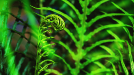 Natural background. Unravelling fern frond closeup. Background blurの写真素材