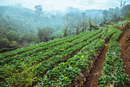 Strawberry farm of gardener. On the mountain of hilltribes.の写真素材