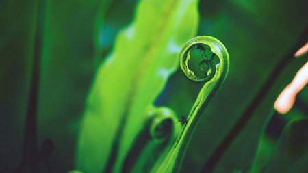 Natural background of green leaves. Background Asplenium nidusの写真素材