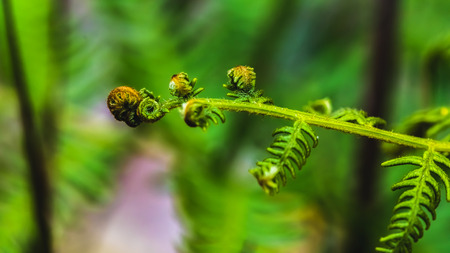 Natural background. Unravelling fern frond closeup.  Thailandの写真素材