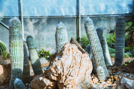 background nature. Natural background Cactus succulent plant.
